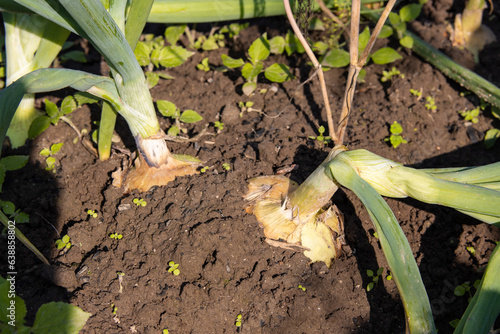 Growing onions on an organic farm. Ripe large juicy bulbs in the garden.