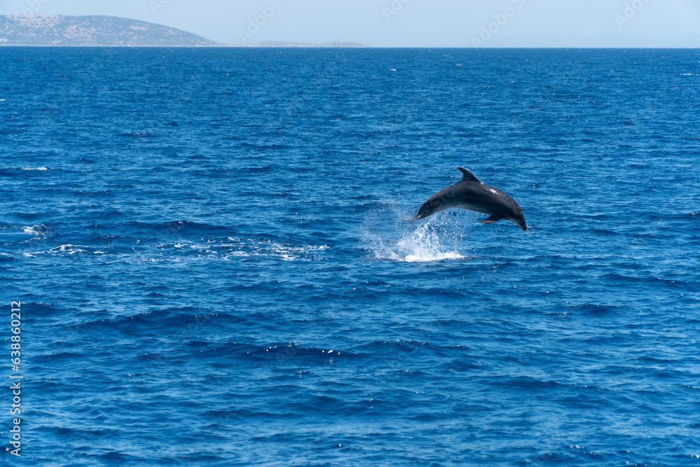 Delphin Delphin