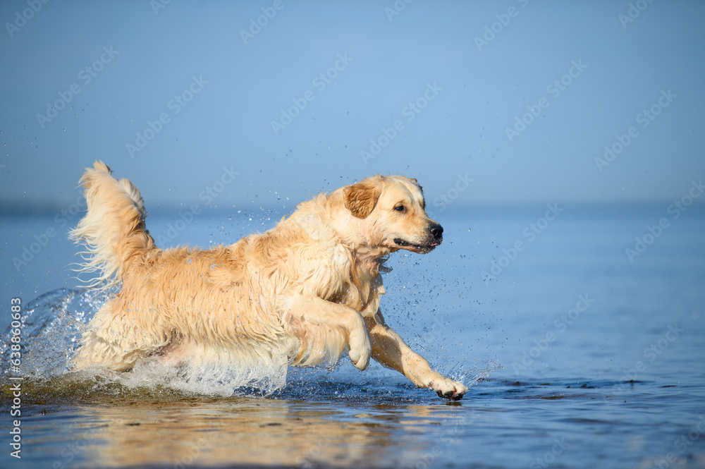 golden retriever dog running in water at the sea golden retriever dog running in water at the sea