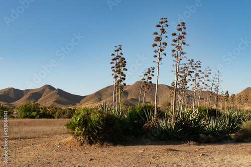 Agave americana plants in Los Genoveses beach zone at sunset in the Gata Cape Natural Park coast. Almería, Andalucía, Spain. photo