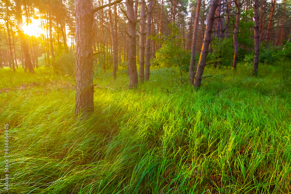 Fototapeta premium summer forest glade in light of evening sun, beautiful outdoor sunset background
