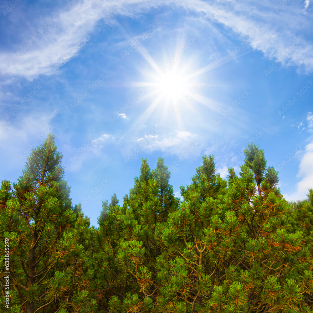 Fototapeta premium closeup pine trees in light of sparkle sun