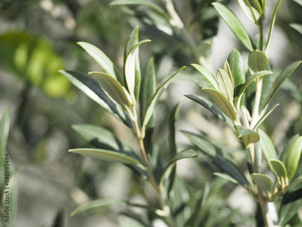 常緑樹　オリーブの葉