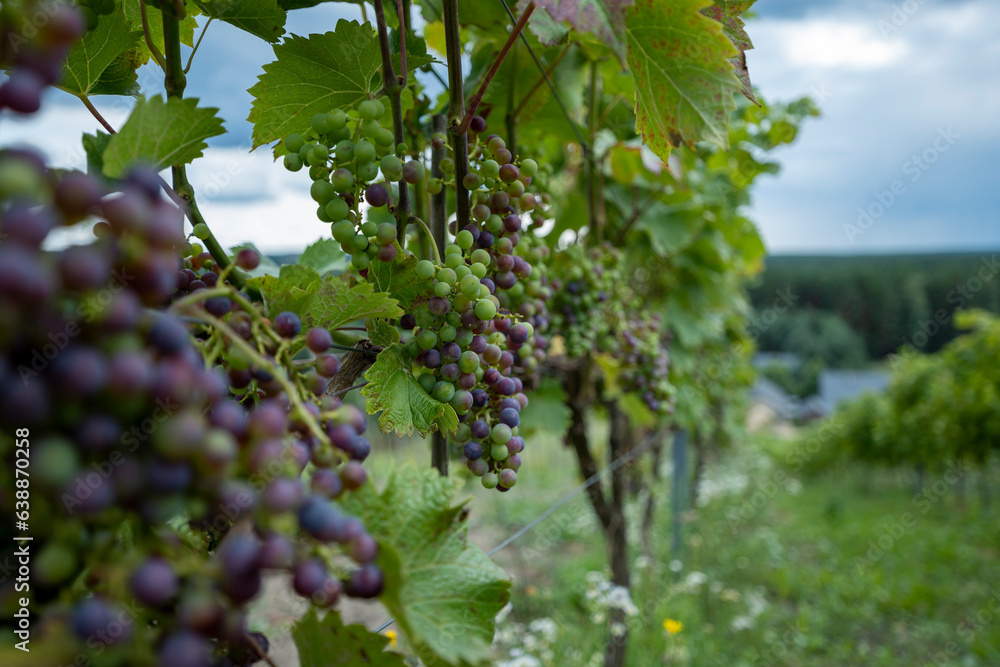 Vineyard in Roztocze in Poland. Bunches of grapes partly purple in color