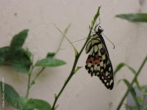 Citrus butterfly perched on a branch