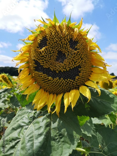 sunflower in the field, smile, smiley 