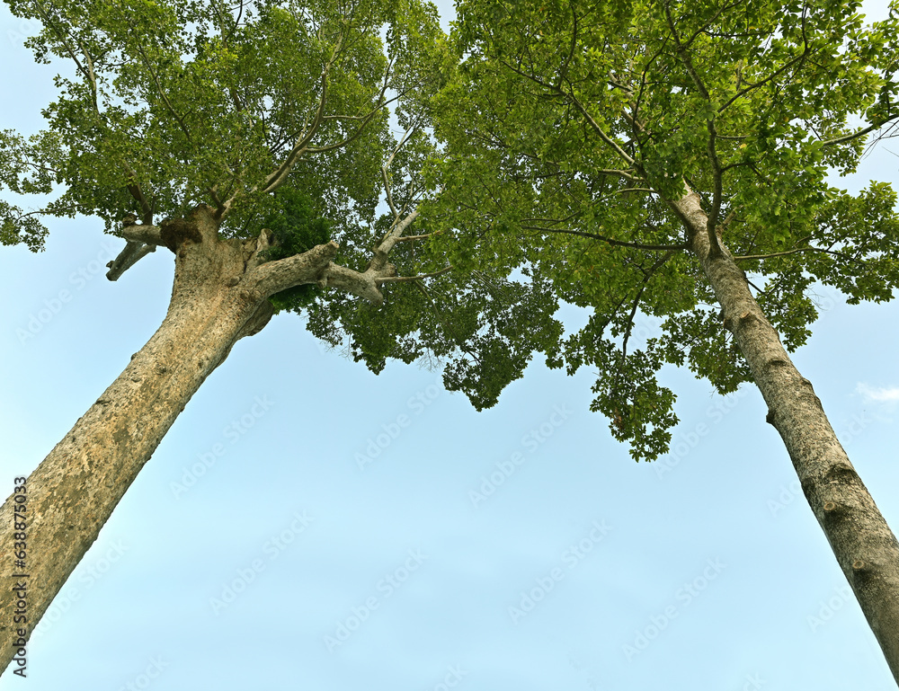 Fototapeta premium Two large trees leaning towards each other.