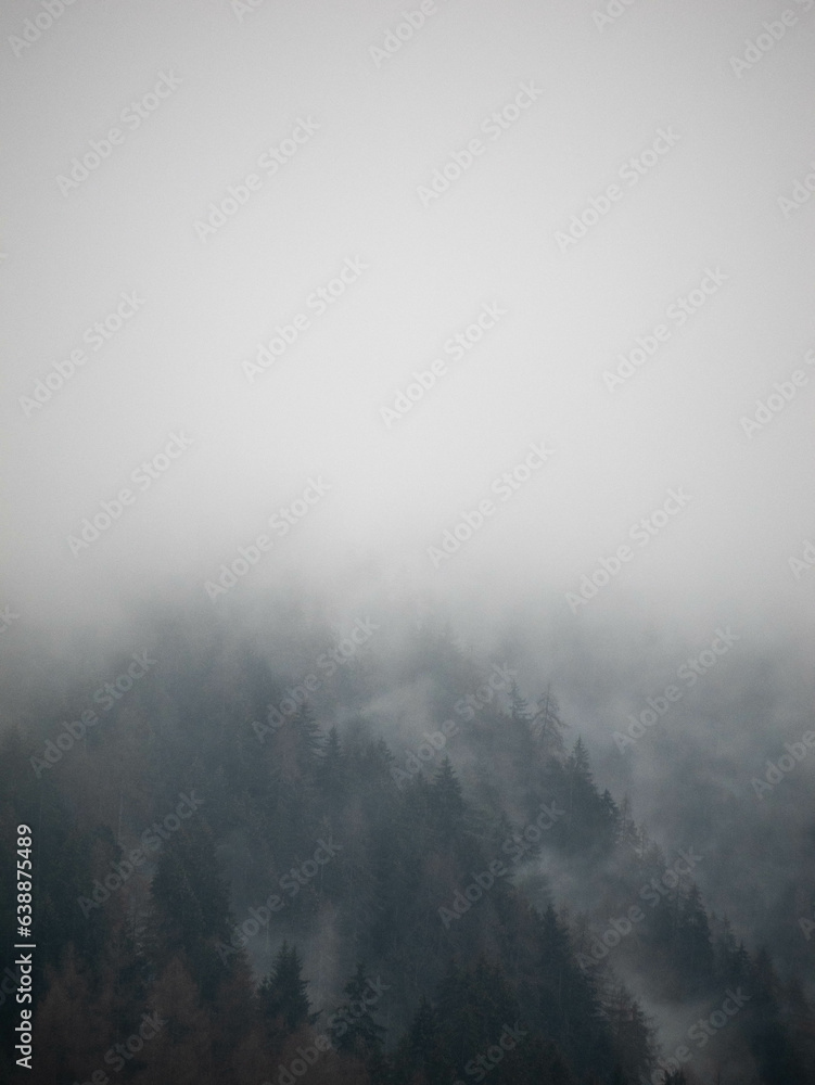 fog over trees - fogy forest on mountain 