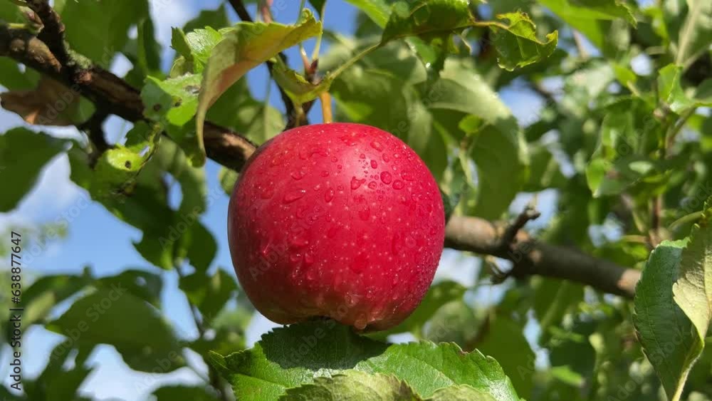 red apple on a tree red apple on a tree