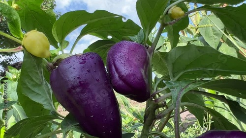 Purple bell peppers on the vine. photo