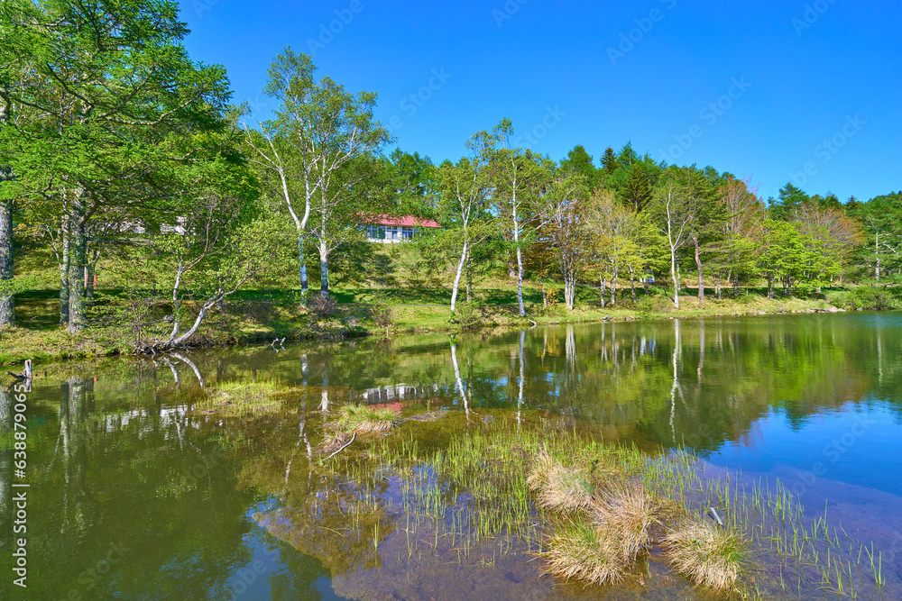 新緑の長野県立科町の女神湖北岸で新緑の水辺の風景を見る