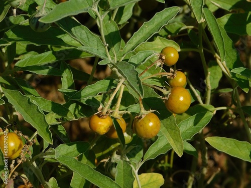 Foto Silverleaf nightshade or solanum elaeagnifolium wild plant, with fruit