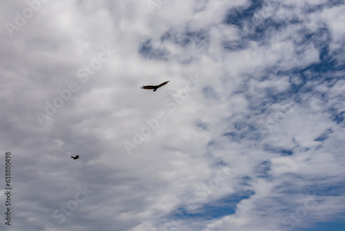 California Condor (Gymnogyps californianus) flying over South Rim of Grand Canyon National Park, Arizona, USA. Bird with spreading wings in glide flight mode. Freedom in the wilderness. Wild animals