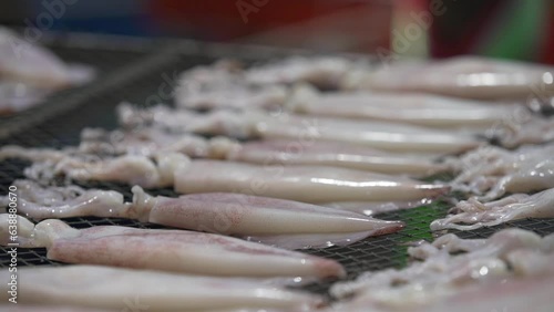 Fishermen make dried squid on a net as a local wisdom for food preservation for sale and household consumption. photo