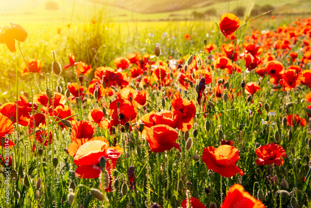 Obraz premium Red poppy flowers blooming on summer meadow in mountains