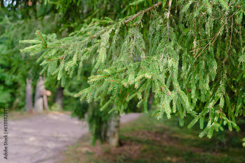 Coniferous tree branches in the forest closeup