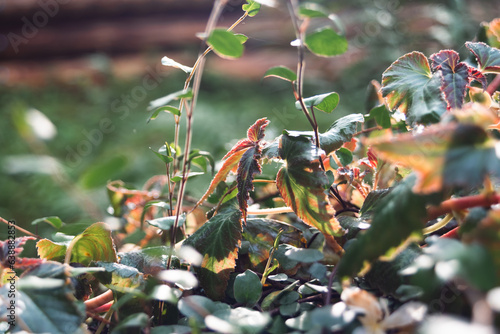 Plant leaves close-up, backlit by the sun