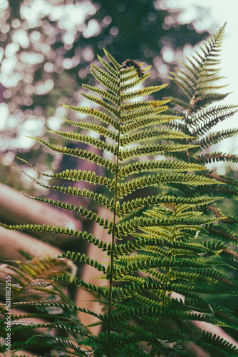 Fern leaf close-up backlit by the sun