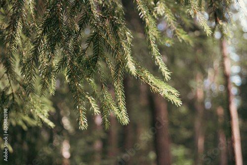 Branches with needles in the forest close-up