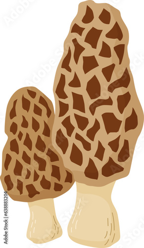 Edible Morel mushrooms vector illustration. Morchella esculenta