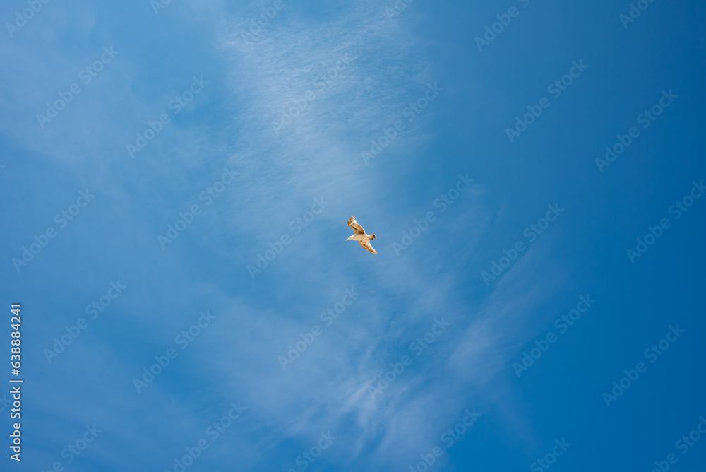 Seagull bird flying free in blue sky