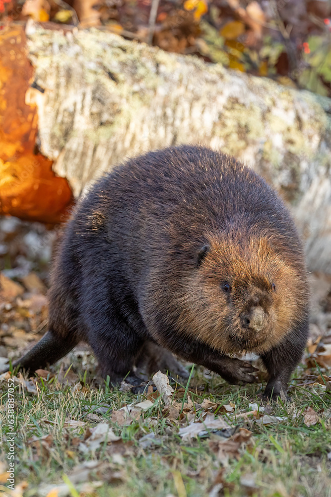 American Beaver taken in central MN under controlled conditions American Beaver taken in central MN under controlled conditions