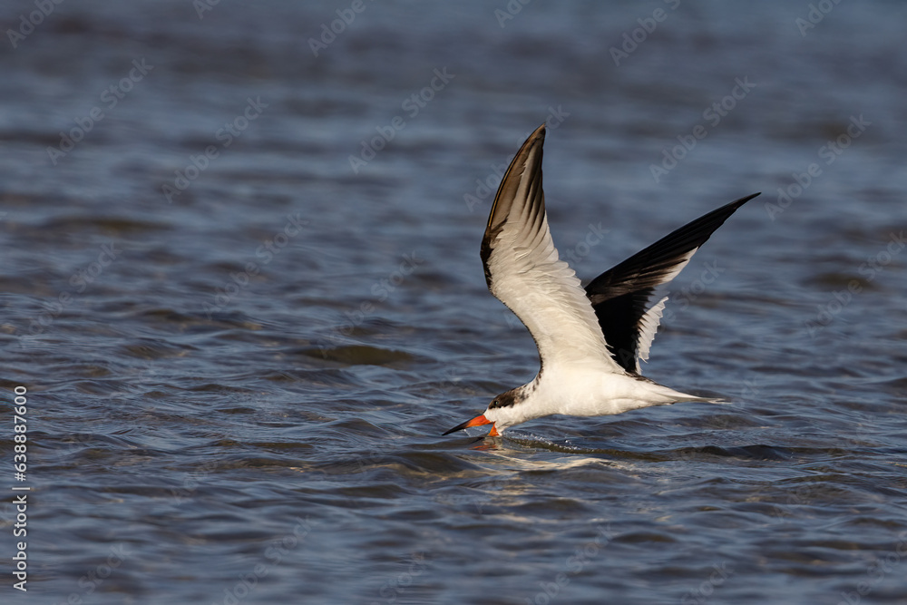 Black Skimmer fishing in tide pool taken in SW Florida Black Skimmer fishing in tide pool taken in SW Florida