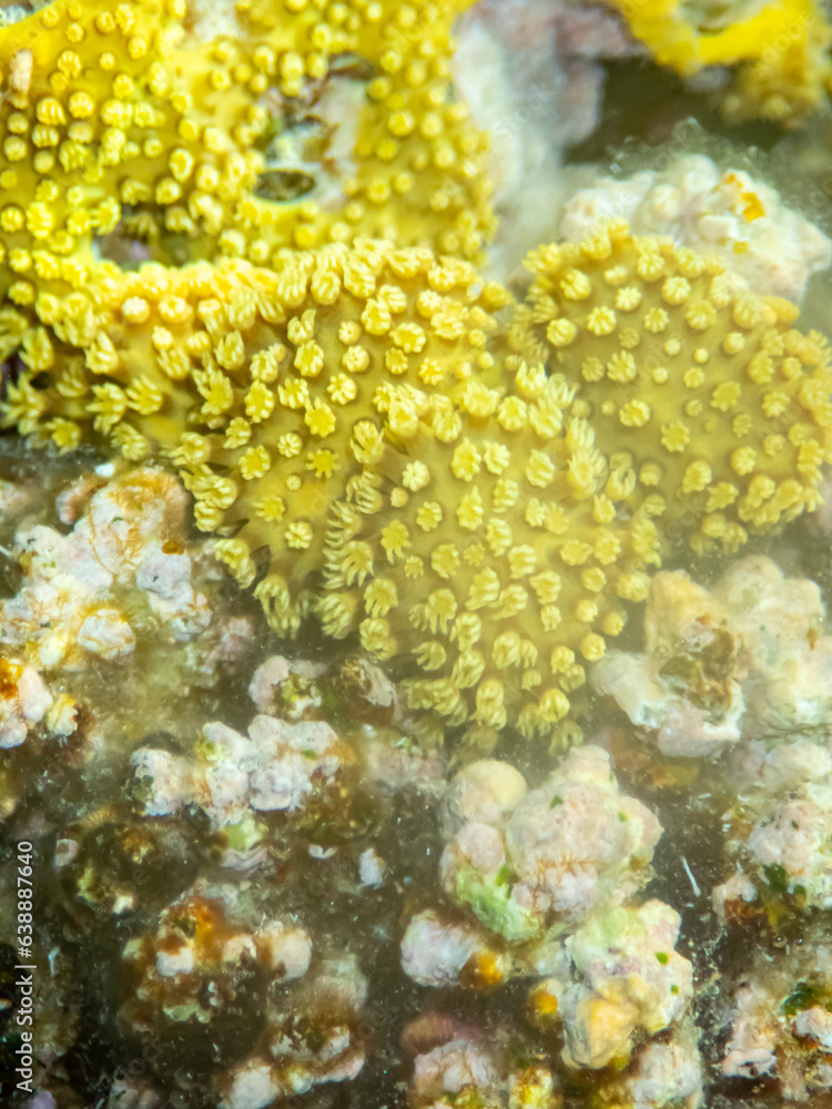 Fototapeta premium Giant tridacna in the Red Sea coral reef