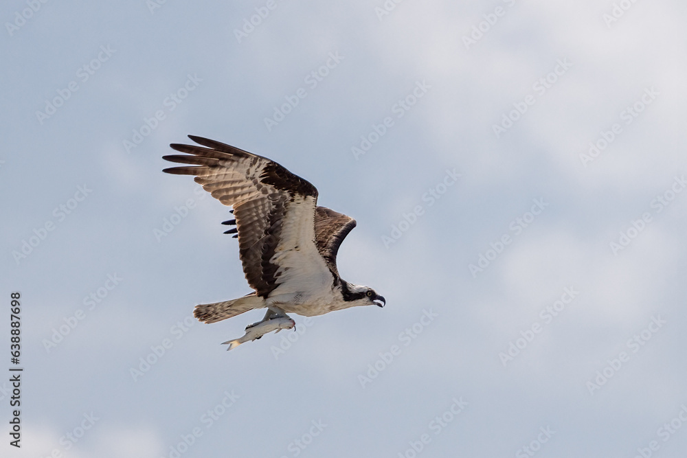 Osprey catching fish taken in SE Florida Osprey catching fish taken in SE Florida