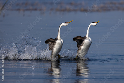 Western Grebe taken in central MN photo