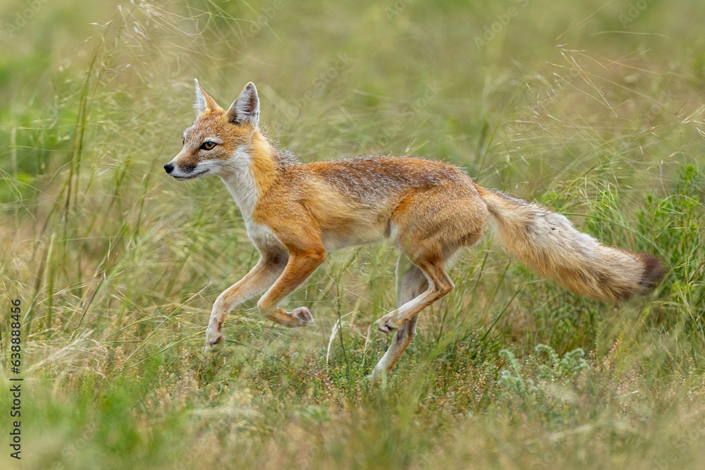 Swift Fox adult running taken in eastern Wyoming in the wild Swift Fox adult running taken in eastern Wyoming in the wild