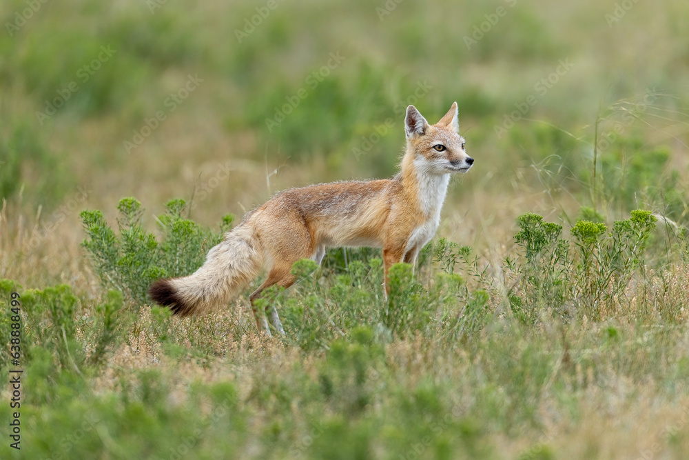 Swift Fox adult female taken in eastern Wyoming