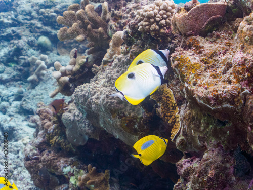 素晴らしいサンゴ礁の美しいイッテンチョウチョウウオとスミツキトノサマダイ（チョウチョウウオ科）他。日本国沖縄県島尻郡座間味村座間味島から渡し船で渡る嘉比島のビーチにて。 2022年11月23日水中撮影。 