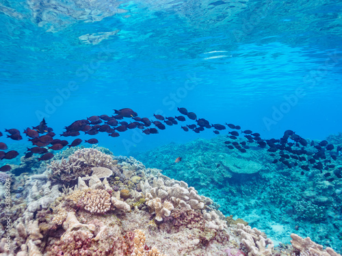 素晴らしいサンゴ礁の美しいナガニザ（ニザダイ科）の群れ他。日本国沖縄県島尻郡座間味村座間味島から渡し船で渡る嘉比島のビーチにて。 2022年11月23日水中撮影。 