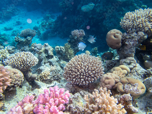 Fototapeta Naklejka Na Ścianę i Meble -  Giant tridacna in the Red Sea coral reef