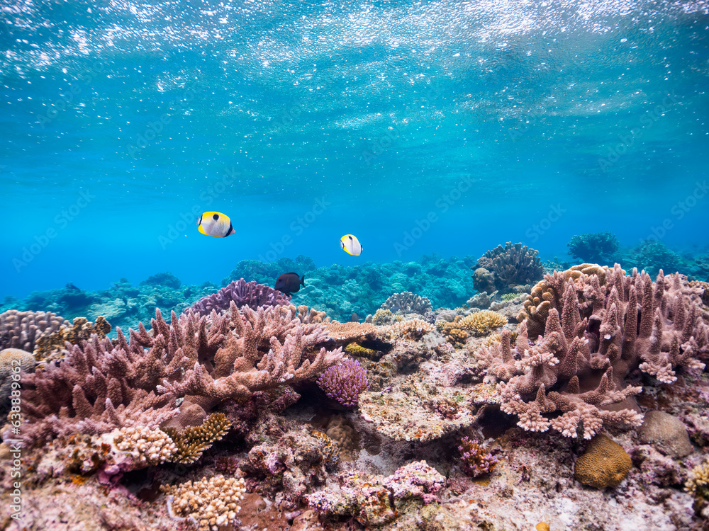 Fototapeta premium 素晴らしいサンゴ礁の美しいヒフキアイゴ（アイゴ科）他。日本国沖縄県島尻郡座間味村座間味島から渡し船で渡る嘉比島のビーチにて。 2022年11月23日水中撮影。 