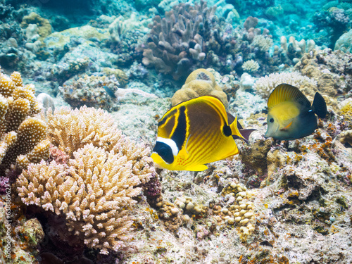 素晴らしいサンゴ礁の美しいチョウハン（チョウチョウウオ科）、ゴマハギ（ニザダイ科）他。日本国沖縄県島尻郡座間味村座間味島から渡し船で渡る嘉比島のビーチにて。 2022年11月23日水中撮影。 