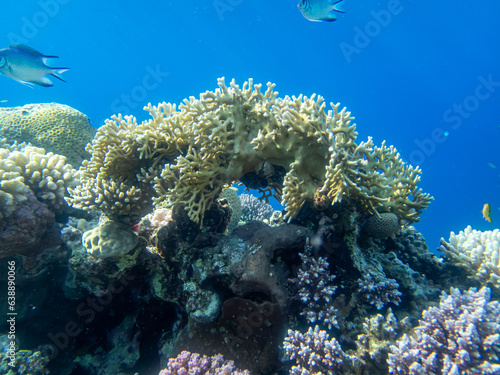 Unusually beautiful corals at the bottom of the Red Sea. Fabulous coral reef.