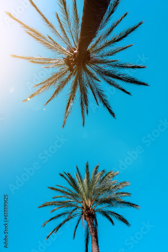 palm trees and blue sky background  tropical climate