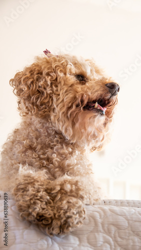 Poodle dog wearing a head bow looks straight to camera in a bright white bedroom. Happy close up, funny portrait capture of smiling curly haired dog. soft lighting background. copy space.