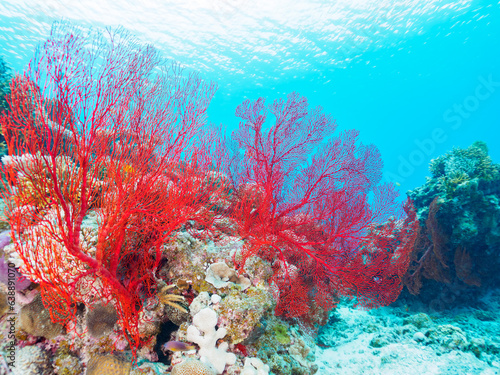 素晴らしいサンゴ礁の豪華な赤いイソバナ（ソフトコーラル）の群生他。日本国沖縄県島尻郡座間味村座間味島から渡し船で渡る嘉比島のビーチにて。 2022年11月23日水中撮影。 