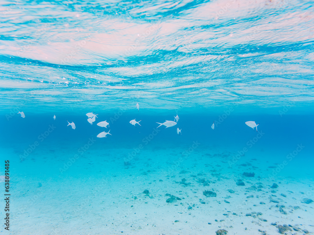 美しい白砂のビーチと美しいコバンアジ（アジ科）。

日本国沖縄県島尻郡座間味村座間味島から渡し船で渡る嘉比島のビーチにて。
2022年11月23日水中撮影。
