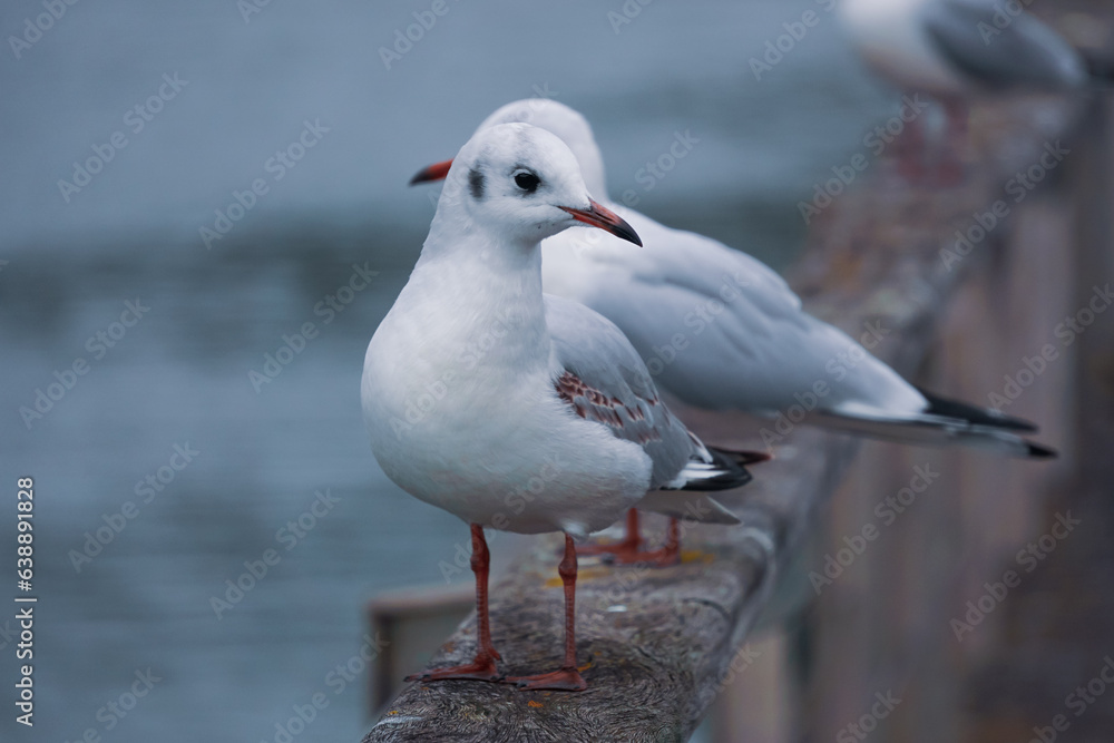 seagulls on the railing in the port seagulls on the railing in the port