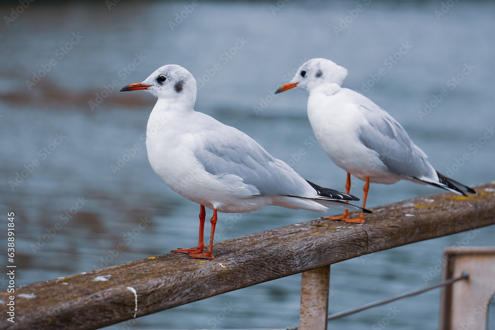 seagulls on the railing in the port seagulls on the railing in the port