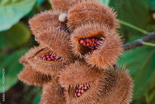seeds of annatto plant in the branch