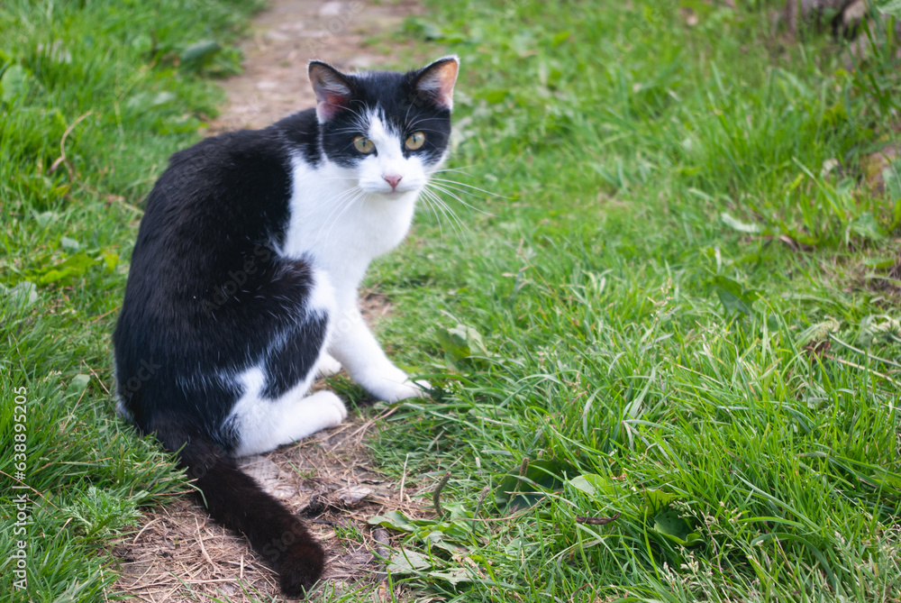 The cat is black and white color, sitting on the path, summer, green grass.