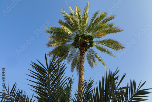 Omani palm tree in oman with blue background and Foliage framing