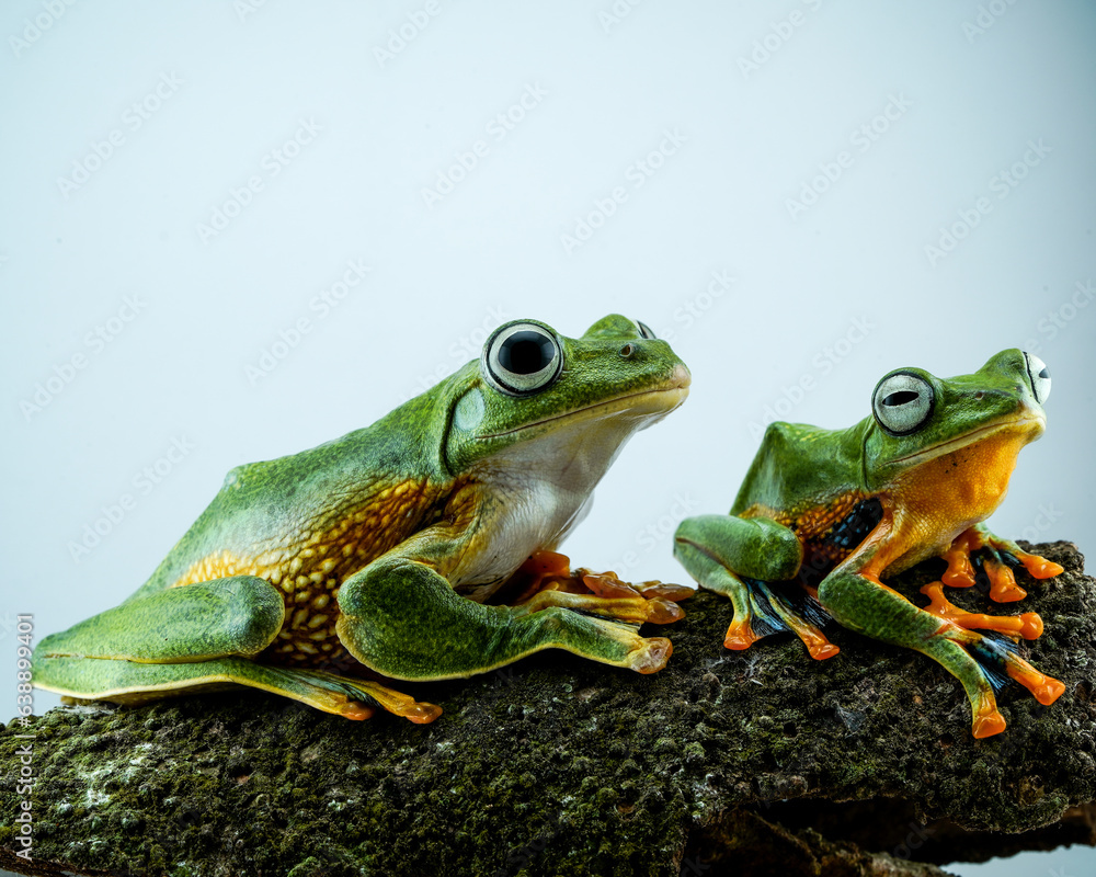 Obraz premium frog on a leaf