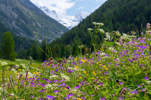 Close up of purple Wood Crane’s-bill and other wildflowers in green alpine Aosta Valley (Valle d’Aosta), Italy with out of focus snowcapped mountains of Gran Paradiso National Park in background photo