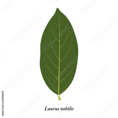Laurus nobilis. Green leaf isolated on white background. Bay leaf.